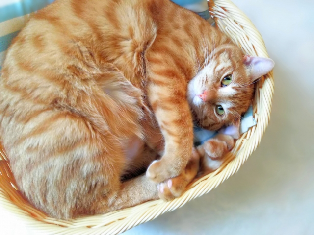 RESTA　沼田　ジム