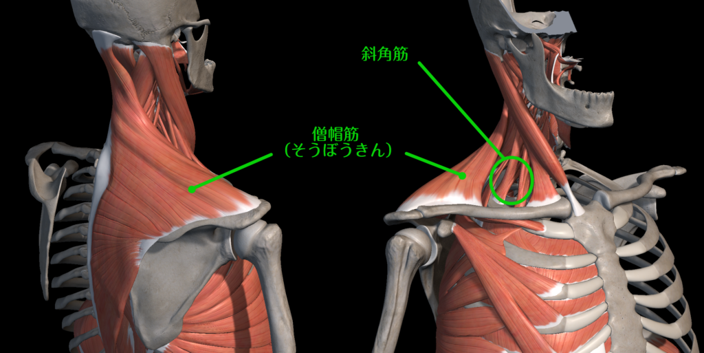 RESTA　沼田　ジム
